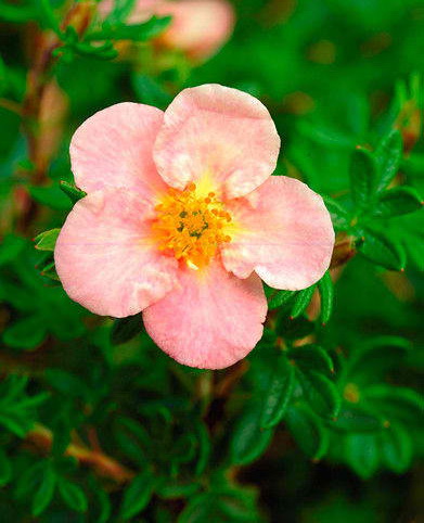 Лапчатка кустарниковая `Принцесс`, Potentilla fruticosa `Princess ...